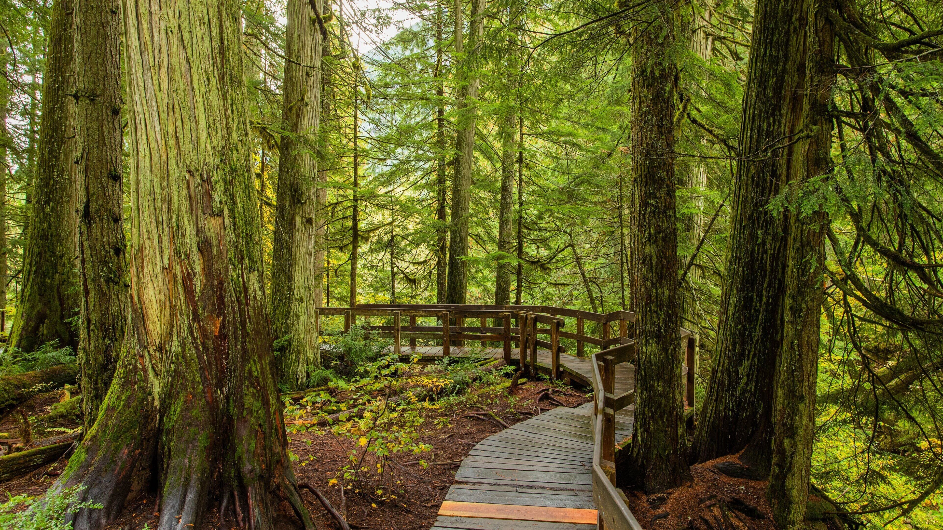 Giant Cedars Boardwalk Trail showing forests