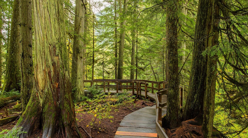 Giant Cedars Boardwalk Trail showing forests