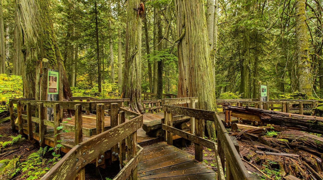 Giant Cedars Boardwalk Trail which includes forest scenes and a garden
