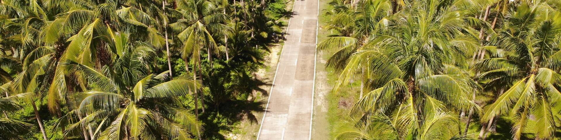 Siargao Island is full of coconut trees