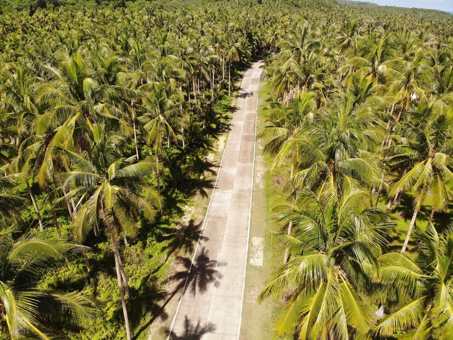Siargao Island is full of coconut trees