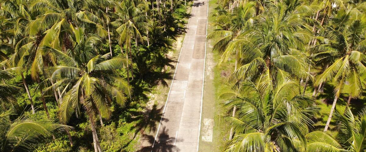 An aerial view of a road cutting through a dense palm tree plantation.