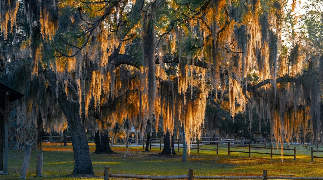 Bosque estatal de Withlacoochee