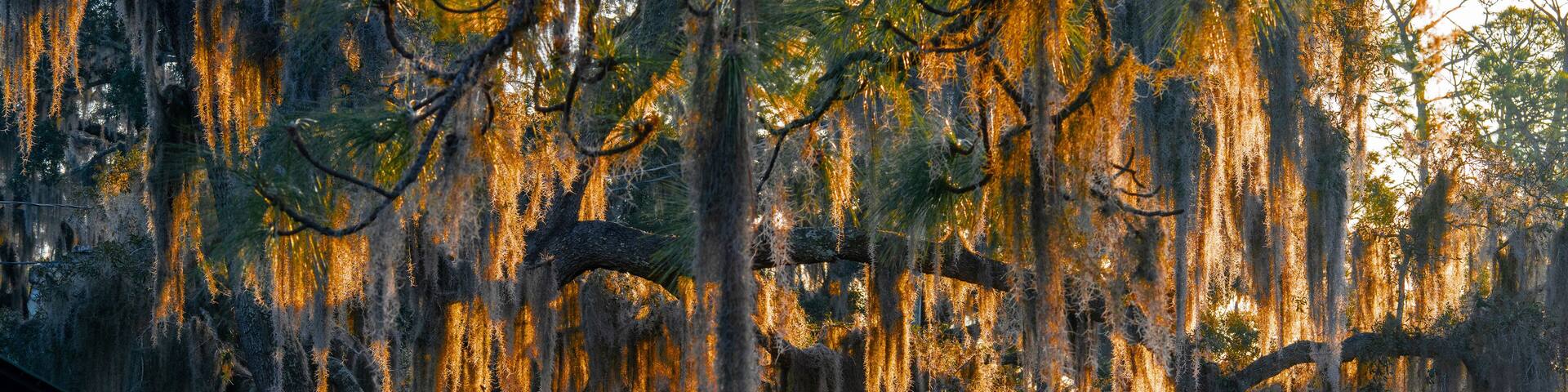 A park with large trees covered in Spanish moss, a wooden fence, and a stone building.