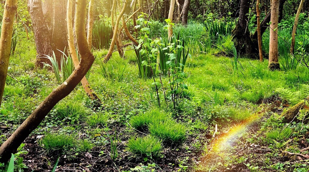 Dans le chevin apres les etang