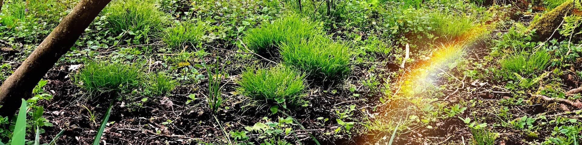 Dans le chevin apres les etang