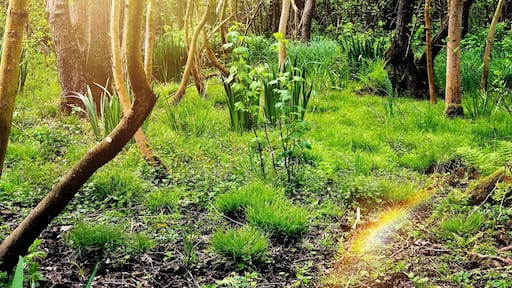 Dans le chevin apres les etang