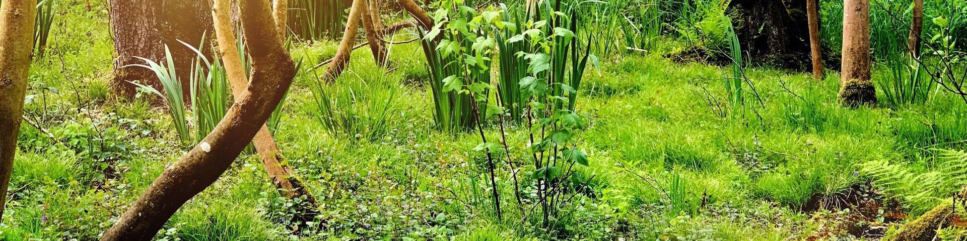 Dans le chevin apres les etang