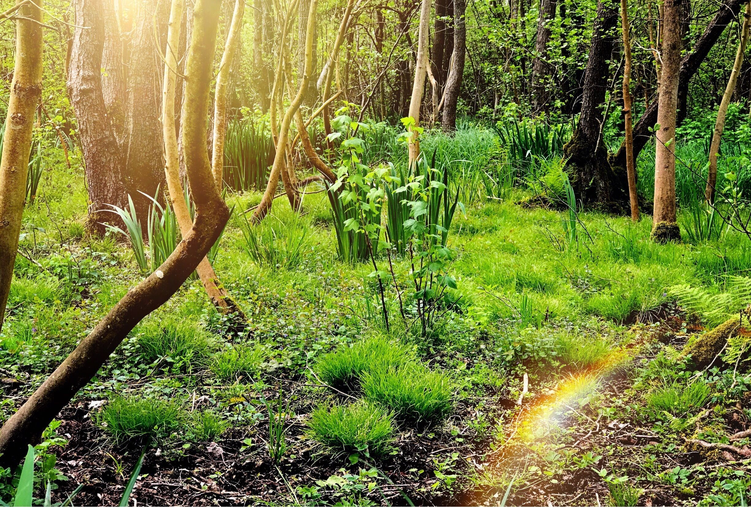 A forest with sunlight filtering through the trees.
