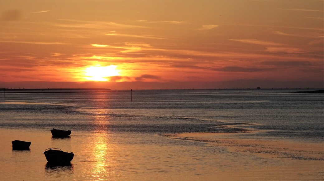 🎶pineapple fields forever🎶