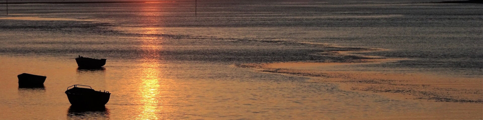 🎶pineapple fields forever🎶