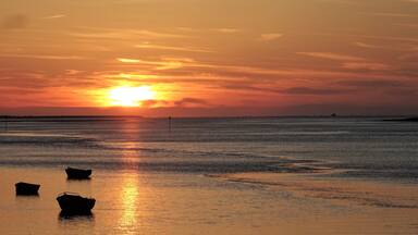 đ¶pineapple fields foreverđ¶