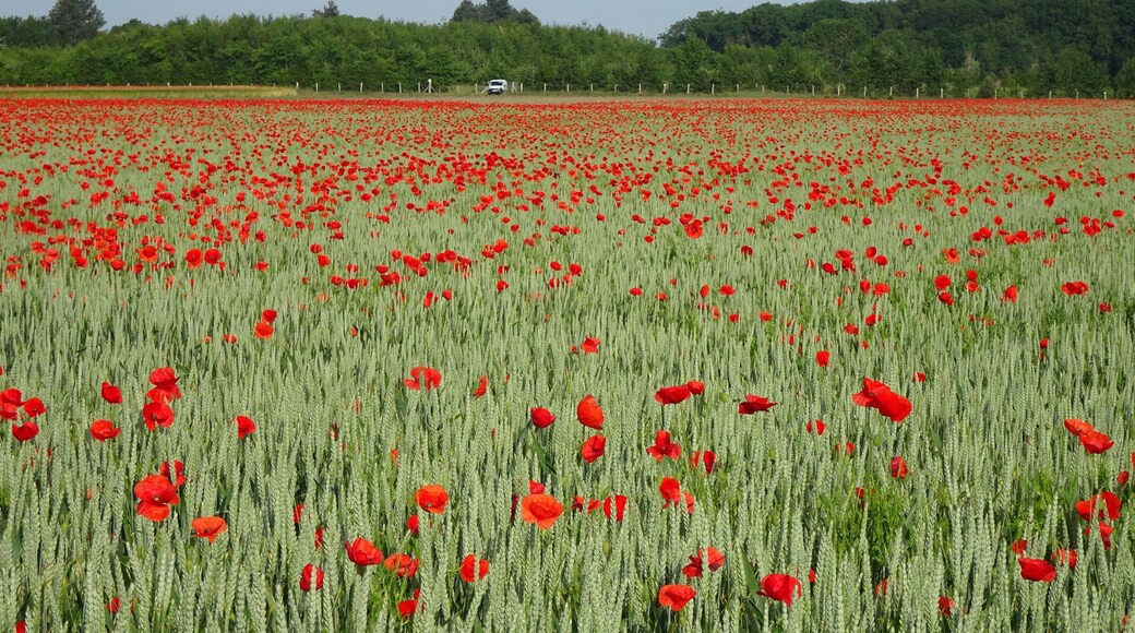 Wheat in combination with poppies. I wonder what the final product will be. (But these are not opium poppies.)