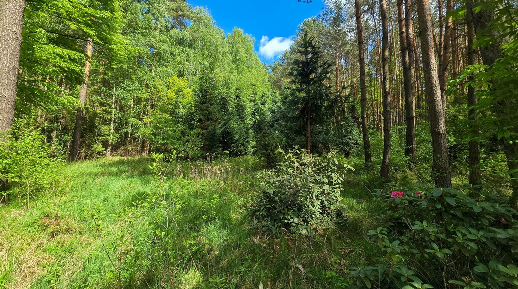 Emerald Bloom of Spring Forest Nature s Reawakening