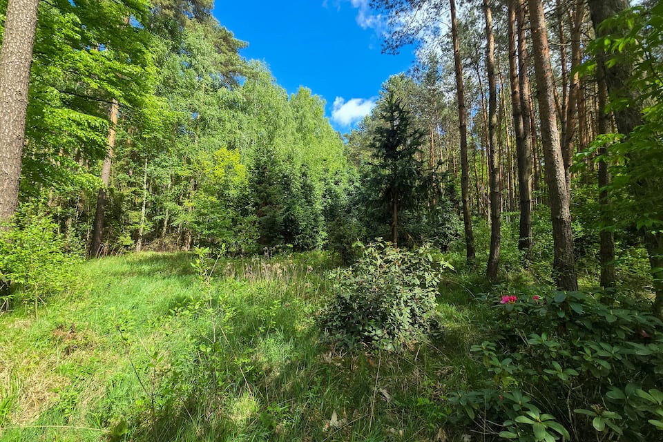 Un bosque denso con árboles altos y un cielo azul claro.