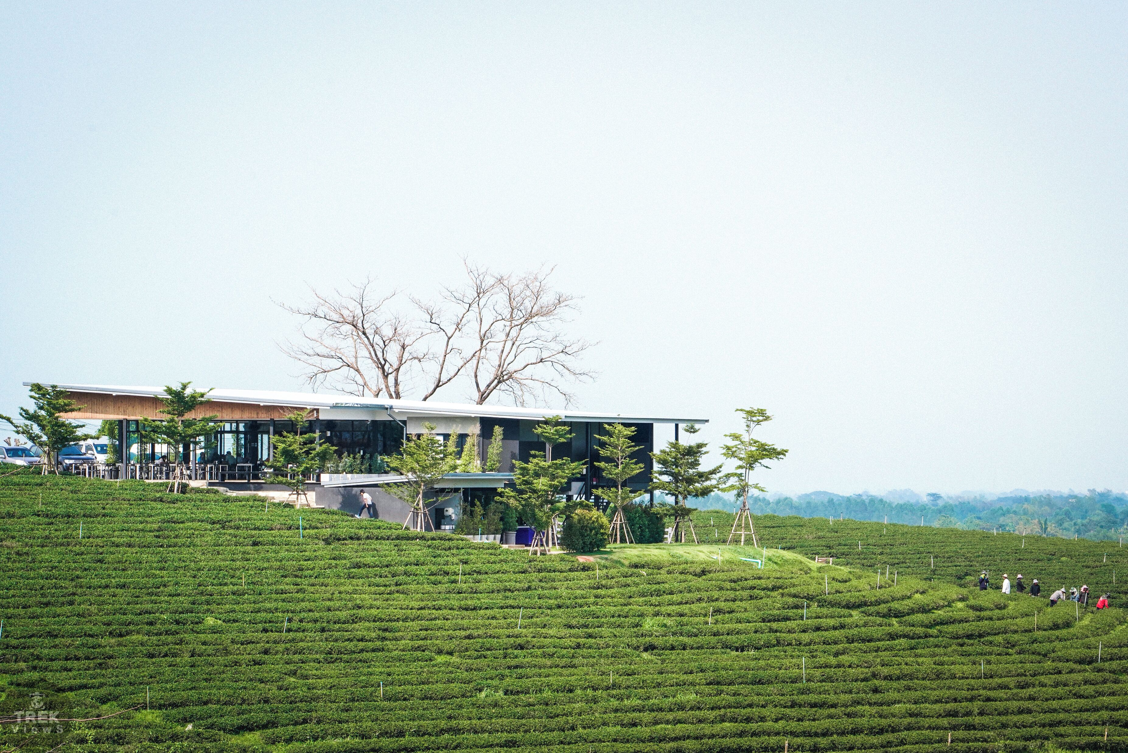 Trover #Trovember Photo Challenge Week 3. | The Outdoors:
.
Thai Views | Choui Fong Tea Plantation: Before moving to Asia for the first time back in 2009, I never really knew what green tea tasted like. Sure back in the US we have products such as Arizona Green tea but I know now that is not green tea, they can not even claim it to be green tea “flavored”. It took a bit to warm up to the true flavor of green tea but now that I have I could never go back to any kind of imitation. If you are a green tea fan such as myself, there is one place you must visit if in Northern Thailand and that is Choui Fong Tea Plantation. Here, on this huge green tea plantation, you can enjoy green tea at the source. If you’re like me and have a bit of a sweet tooth, you can also enjoy sweeter treats such as green tea desserts and cold sweet green tea beverages all while staring out into an ocean of green tea.
.
.
.
.
#sonyalpha #sonya7riii #traveladdict #traveljunkie #travelideas #traveltips #wanderer #wanderlusting #instatrip #instaholiday #natgeoyourshot #lpfanphoto #troveon #southeastasia #beautifulseasia #travelsoutheastasia #thailand #bangkok #igthailand #thailandinsider #amzthld #explorethailand #vistthailand #thailandtravel #landscape #beautifullandscape #greenlandscape #greentea #plantation #green