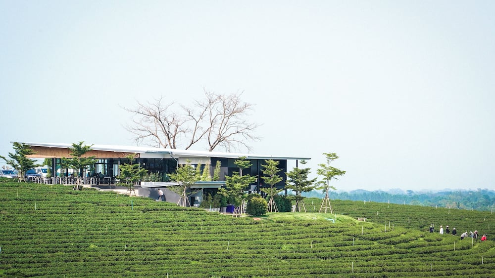 Trover #Trovember Photo Challenge Week 3. | The Outdoors:
.
Thai Views | Choui Fong Tea Plantation: Before moving to Asia for the first time back in 2009, I never really knew what green tea tasted like. Sure back in the US we have products such as Arizona Green tea but I know now that is not green tea, they can not even claim it to be green tea “flavored”. It took a bit to warm up to the true flavor of green tea but now that I have I could never go back to any kind of imitation. If you are a green tea fan such as myself, there is one place you must visit if in Northern Thailand and that is Choui Fong Tea Plantation. Here, on this huge green tea plantation, you can enjoy green tea at the source. If you’re like me and have a bit of a sweet tooth, you can also enjoy sweeter treats such as green tea desserts and cold sweet green tea beverages all while staring out into an ocean of green tea.
.
.
.
.
#sonyalpha #sonya7riii #traveladdict #traveljunkie #travelideas #traveltips #wanderer #wanderlusting #instatrip #instaholiday #natgeoyourshot #lpfanphoto #troveon #southeastasia #beautifulseasia #travelsoutheastasia #thailand #bangkok #igthailand #thailandinsider #amzthld #explorethailand #vistthailand #thailandtravel #landscape #beautifullandscape #greenlandscape #greentea #plantation #green