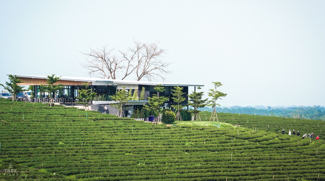 Trover #Trovember Photo Challenge Week 3. | The Outdoors:
.
Thai Views | Choui Fong Tea Plantation: Before moving to Asia for the first time back in 2009, I never really knew what green tea tasted like. Sure back in the US we have products such as Arizona Green tea but I know now that is not green tea, they can not even claim it to be green tea “flavored”. It took a bit to warm up to the true flavor of green tea but now that I have I could never go back to any kind of imitation. If you are a green tea fan such as myself, there is one place you must visit if in Northern Thailand and that is Choui Fong Tea Plantation. Here, on this huge green tea plantation, you can enjoy green tea at the source. If you’re like me and have a bit of a sweet tooth, you can also enjoy sweeter treats such as green tea desserts and cold sweet green tea beverages all while staring out into an ocean of green tea.
.
.
.
.
#sonyalpha #sonya7riii #traveladdict #traveljunkie #travelideas #traveltips #wanderer #wanderlusting #instatrip #instaholiday #natgeoyourshot #lpfanphoto #troveon #southeastasia #beautifulseasia #travelsoutheastasia #thailand #bangkok #igthailand #thailandinsider #amzthld #explorethailand #vistthailand #thailandtravel #landscape #beautifullandscape #greenlandscape #greentea #plantation #green