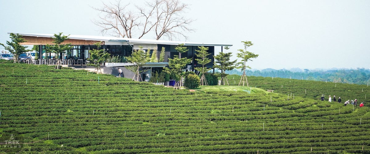 Trover #Trovember Photo Challenge Week 3. | The Outdoors:
.
Thai Views | Choui Fong Tea Plantation: Before moving to Asia for the first time back in 2009, I never really knew what green tea tasted like. Sure back in the US we have products such as Arizona Green tea but I know now that is not green tea, they can not even claim it to be green tea “flavored”. It took a bit to warm up to the true flavor of green tea but now that I have I could never go back to any kind of imitation. If you are a green tea fan such as myself, there is one place you must visit if in Northern Thailand and that is Choui Fong Tea Plantation. Here, on this huge green tea plantation, you can enjoy green tea at the source. If you’re like me and have a bit of a sweet tooth, you can also enjoy sweeter treats such as green tea desserts and cold sweet green tea beverages all while staring out into an ocean of green tea.
.
.
.
.
#sonyalpha #sonya7riii #traveladdict #traveljunkie #travelideas #traveltips #wanderer #wanderlusting #instatrip #instaholiday #natgeoyourshot #lpfanphoto #troveon #southeastasia #beautifulseasia #travelsoutheastasia #thailand #bangkok #igthailand #thailandinsider #amzthld #explorethailand #vistthailand #thailandtravel #landscape #beautifullandscape #greenlandscape #greentea #plantation #green