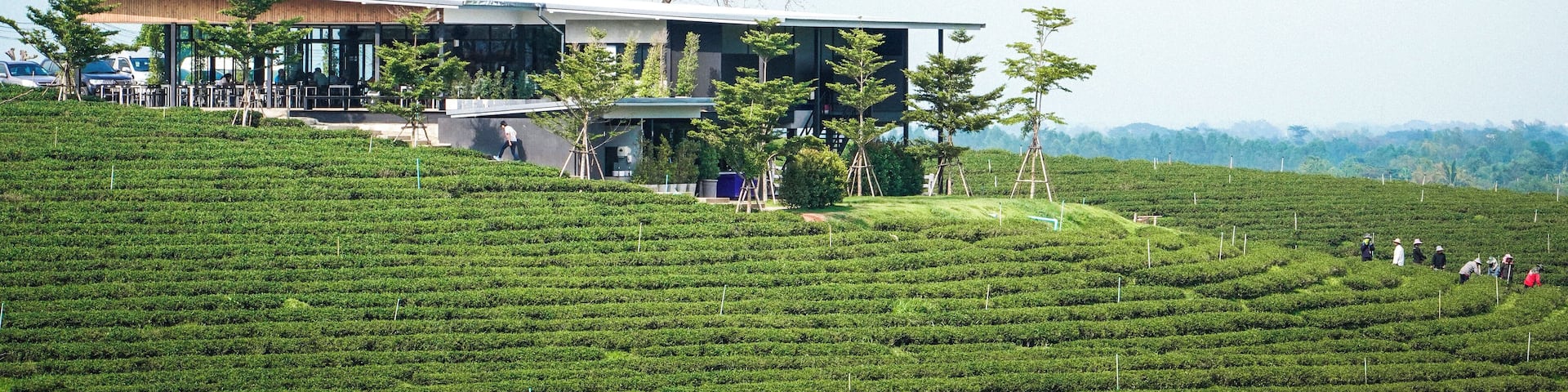 Trover #Trovember Photo Challenge Week 3. | The Outdoors:
.
Thai Views | Choui Fong Tea Plantation: Before moving to Asia for the first time back in 2009, I never really knew what green tea tasted like. Sure back in the US we have products such as Arizona Green tea but I know now that is not green tea, they can not even claim it to be green tea “flavored”. It took a bit to warm up to the true flavor of green tea but now that I have I could never go back to any kind of imitation. If you are a green tea fan such as myself, there is one place you must visit if in Northern Thailand and that is Choui Fong Tea Plantation. Here, on this huge green tea plantation, you can enjoy green tea at the source. If you’re like me and have a bit of a sweet tooth, you can also enjoy sweeter treats such as green tea desserts and cold sweet green tea beverages all while staring out into an ocean of green tea.
.
.
.
.
#sonyalpha #sonya7riii #traveladdict #traveljunkie #travelideas #traveltips #wanderer #wanderlusting #instatrip #instaholiday #natgeoyourshot #lpfanphoto #troveon #southeastasia #beautifulseasia #travelsoutheastasia #thailand #bangkok #igthailand #thailandinsider #amzthld #explorethailand #vistthailand #thailandtravel #landscape #beautifullandscape #greenlandscape #greentea #plantation #green