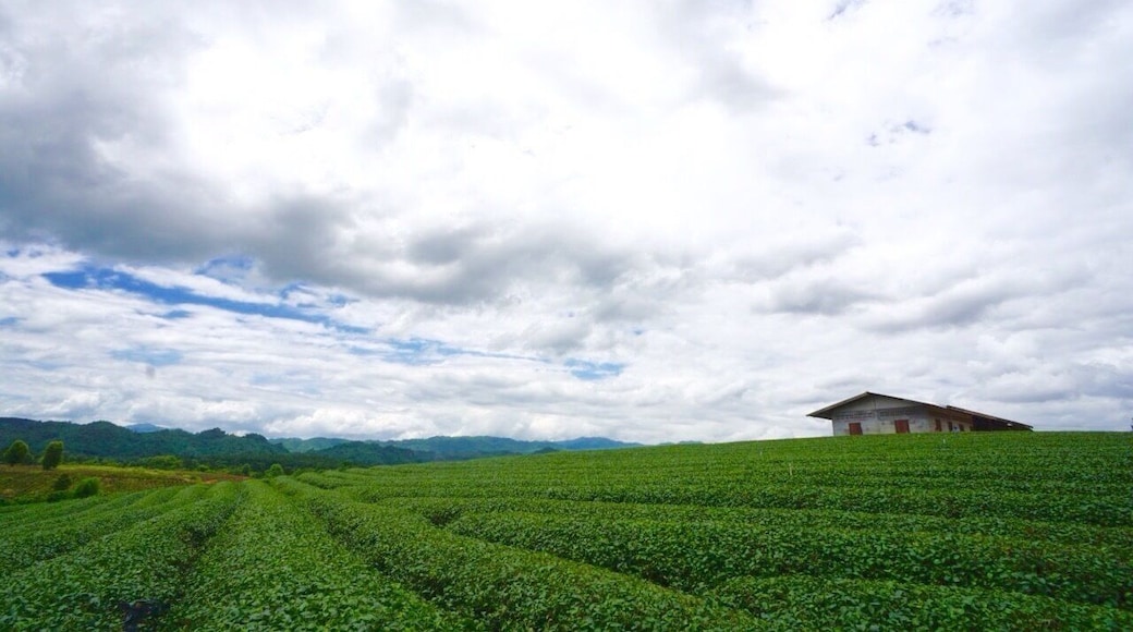 Tea plantation in Chiang rai, Thailand.