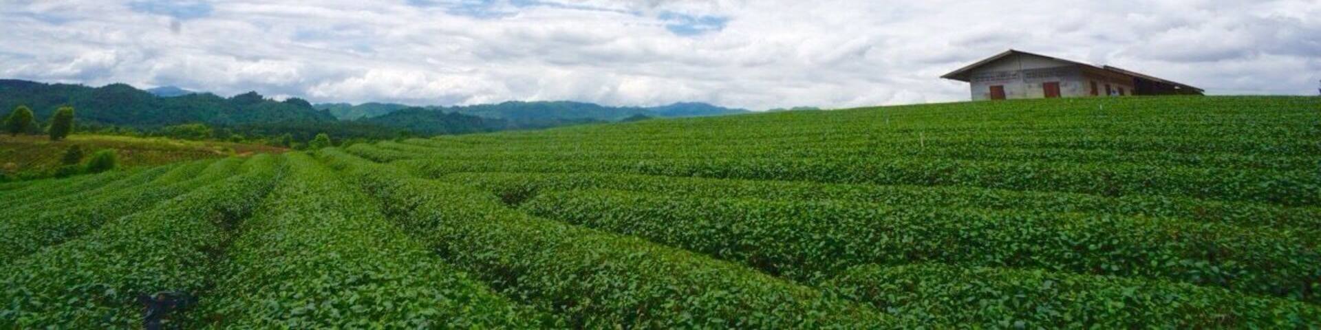 Tea plantation in Chiang rai, Thailand.