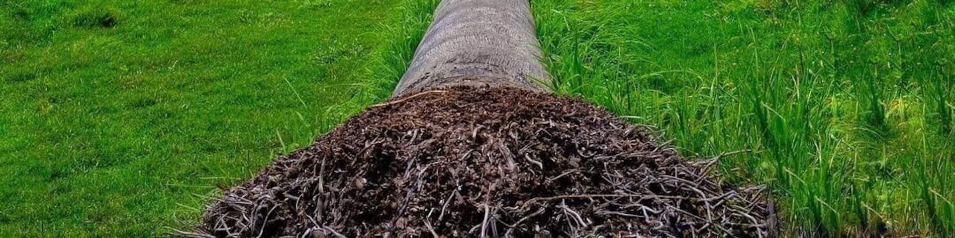 This is the Cocora Valley in Colombia 🇨🇴, home of the Ceroxylon Quindiunse, a very unique specie of palm tree since it grows in the Sierra and it’s the tallest palm trees 🌴in the world. They grow up to 200ft and are very fun to climb!
#southamerica #colombia #jungle #palms