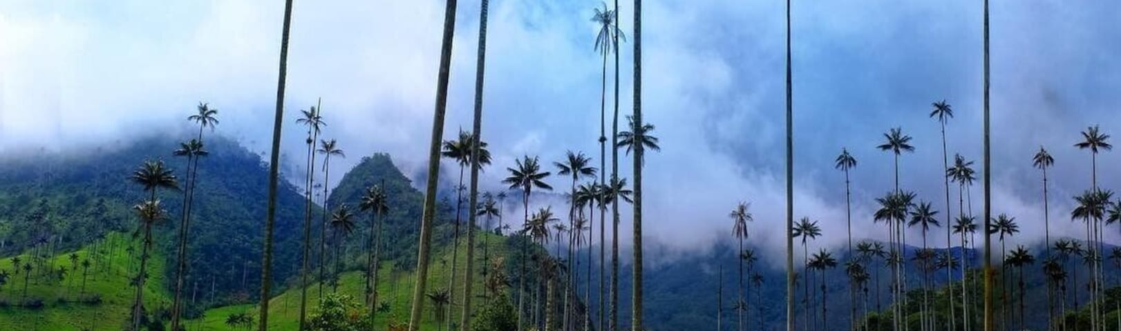 This is the Cocora Valley in Colombia 🇨🇴, home of the Ceroxylon Quindiunse, a very unique specie of palm tree since it grows in the Sierra and it’s the tallest palm trees 🌴in the world. They grow up to 200ft and are very fun to climb!
#southamerica #colombia #jungle #palms