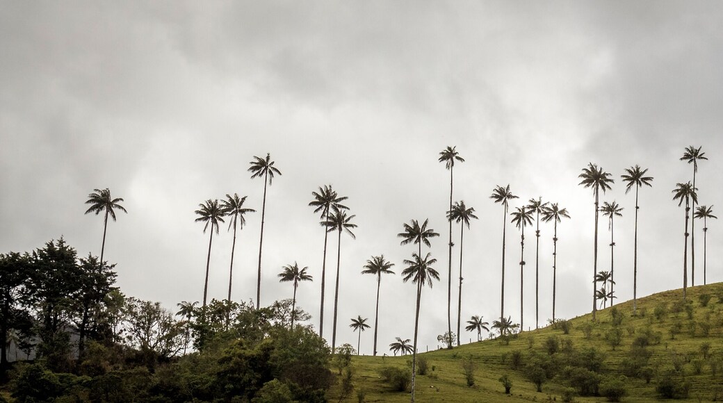 Highest palm trees in Valle del Cocora