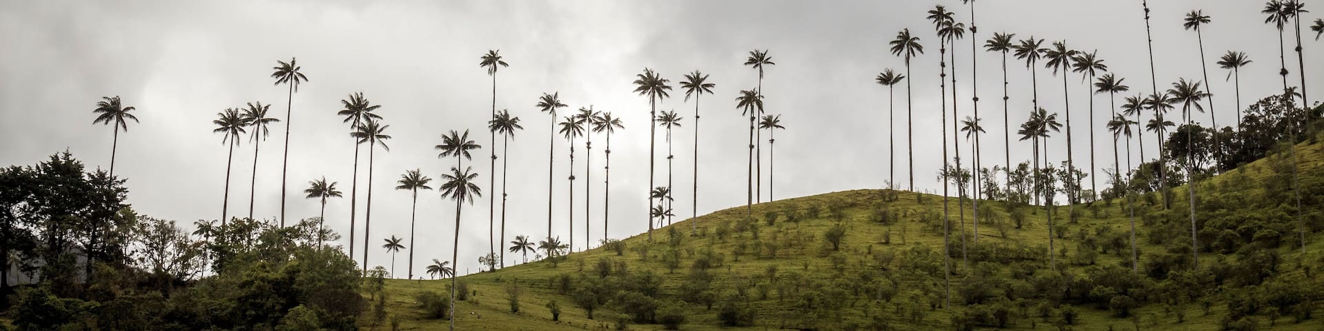 Highest palm trees in Valle del Cocora