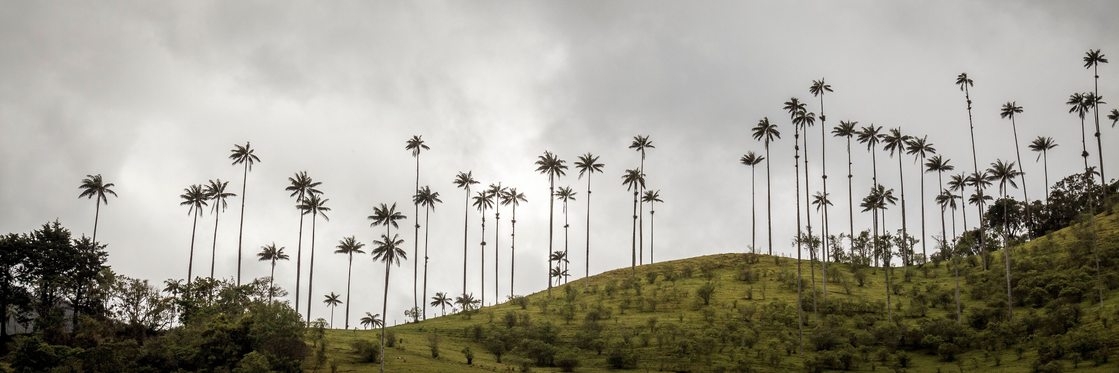 A hillside with numerous tall palm trees.