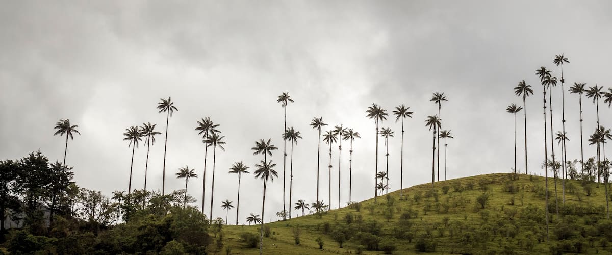 A hillside with numerous tall palm trees.