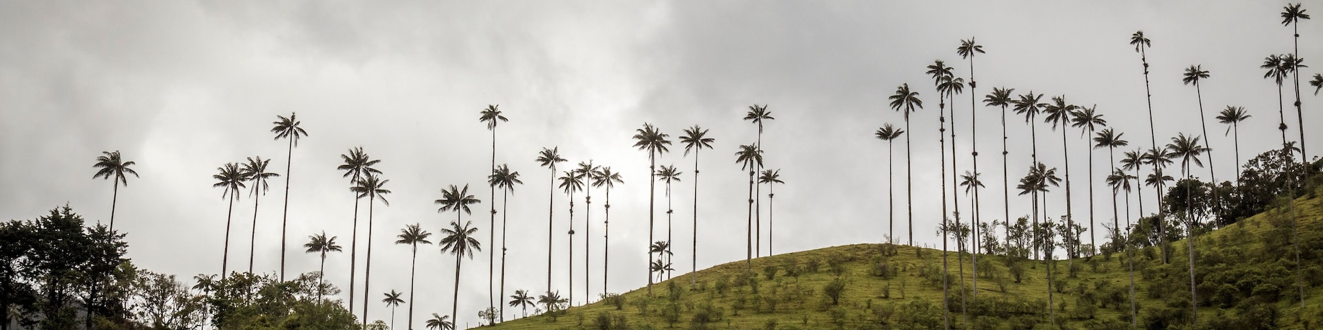 A hillside with numerous tall palm trees.