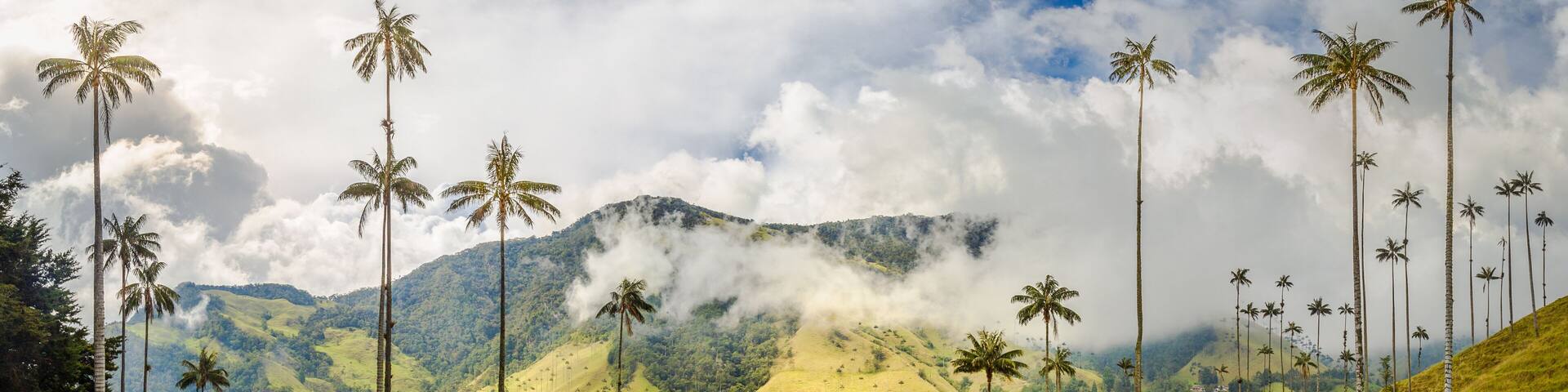 Cocora Valley in Colombia. Home of the world's tallest palm tree, the Quindio wax palm. Beautiful tropical scenery in the highlands near Salento.