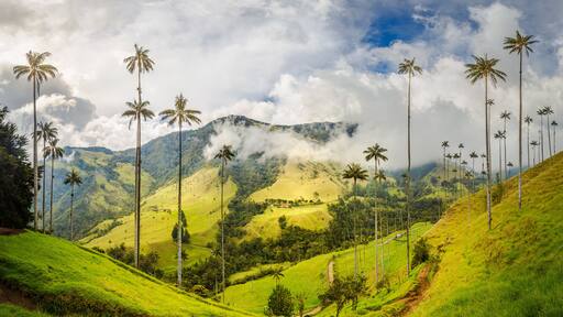 A lush green valley with palm trees and a mountain range in the background.