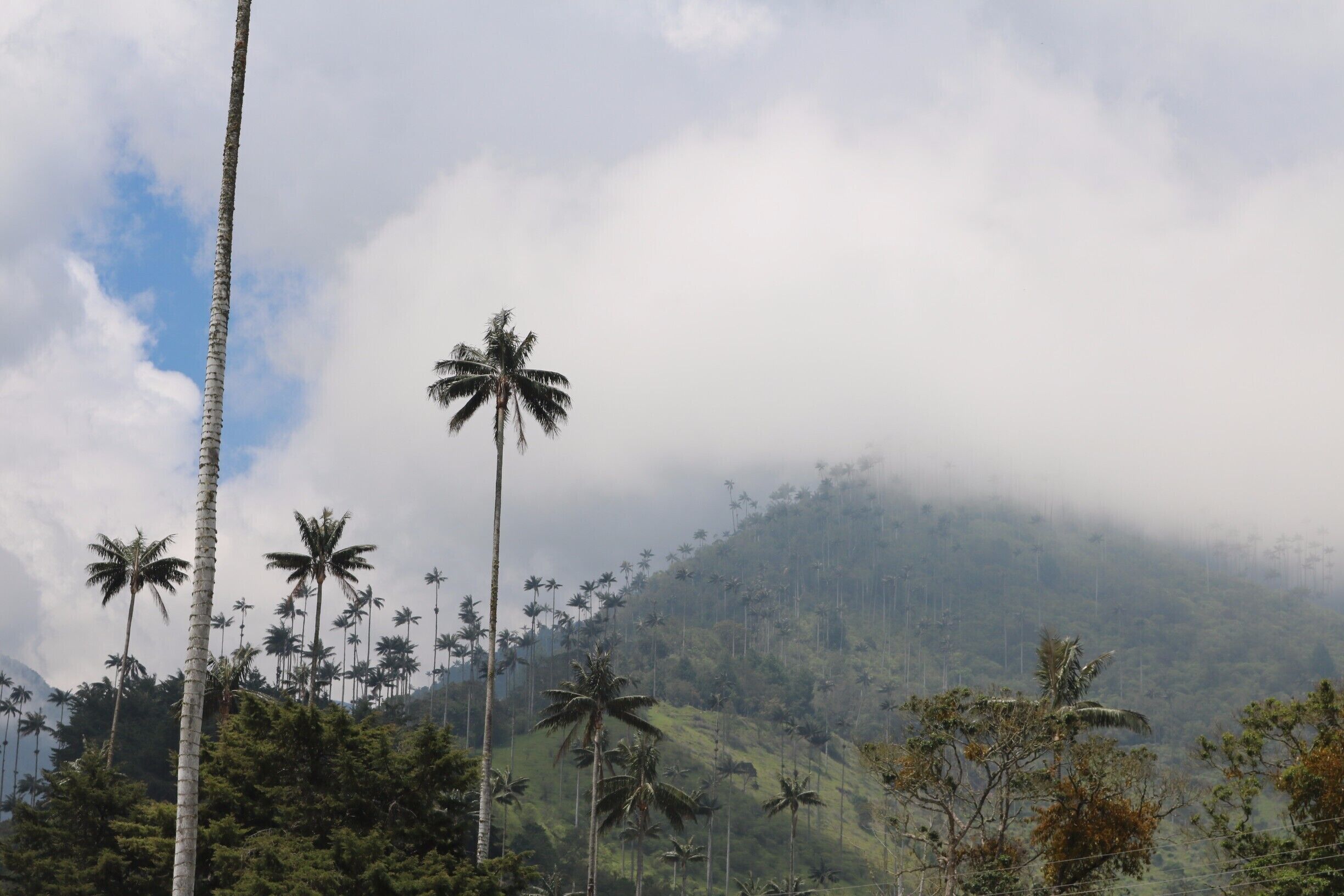 Fog, mountains, and trees - three of my favourite things in a stunning combination.