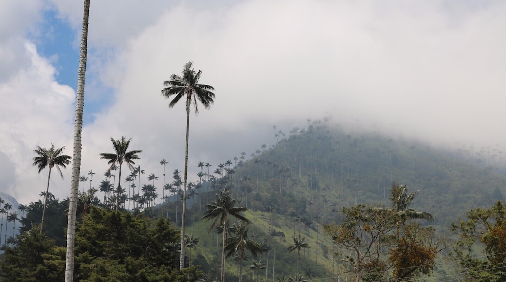 Fog, mountains, and trees - three of my favourite things in a stunning combination.