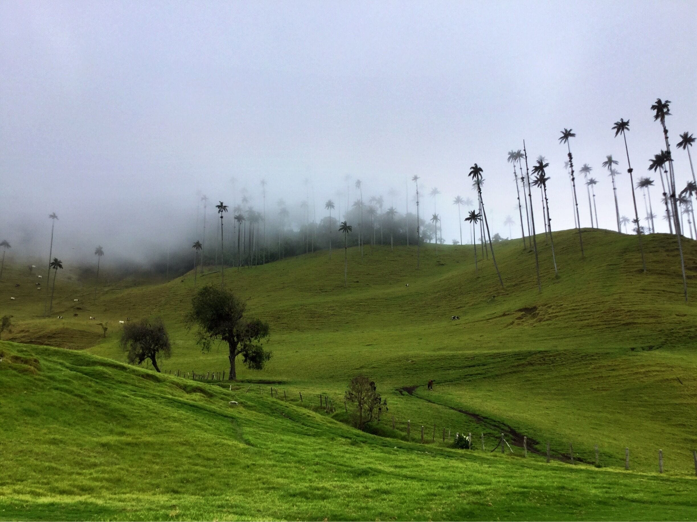 The wax palm, the Colombian national tree, is the tallest palm in the world, growing up to 60 meters.