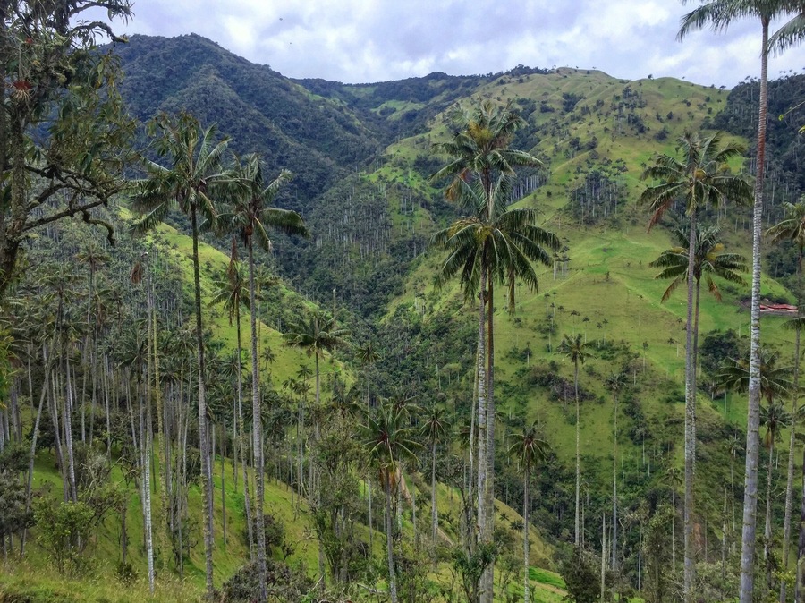 For more on Colombia travel visit www.instagram.com/globesurfing 
*HIDDEN GEM, THIS IS NOT COCORA*
DESTINATION: LA CARBONERA, Salento, Colombia - Be one of the first to lay eyes on an unspoilt paradise! 
In Salento, Colombia there is a palm tree forest sitting at 3000 meters called "La Carbonera". People usually come to Salento to visit Valle de Cocora to see the 900 tallest palms in the world, however La Carbonera has 2 million palms making it the largest in the world and is entirely off of the radar, you won't find it on Google or in any guidebook.
La Carbonera has only been visited by 900 tourists since 2016. Only one tour company has permission to show people this beautiful valley. 20 years ago the entire region was occupied by rebel forces which has kept it off of the tourist route. 
 This is also the only place you can spot the yellow eared parrot, a bird species that was considered extinct in the 90s until later rediscovered in La Carbonera. 400 live in the area and can't be seen anywhere else in the world.
HOW TO GET THERE: @SalentoCycling are the only tour company that can take you there. The guys drive you to a view point with a delicious picnic. After you'll have the chance to walk into the forest before biking 20km downhill back into town (not for the faint hearted!) 100,000COP/£28.