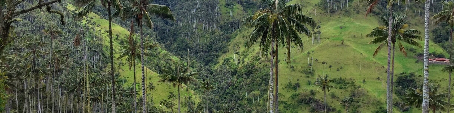 For more on Colombia travel visit www.instagram.com/globesurfing
*HIDDEN GEM, THIS IS NOT COCORA*
DESTINATION: LA CARBONERA, Salento, Colombia - Be one of the first to lay eyes on an unspoilt paradise!
In Salento, Colombia there is a palm tree forest sitting at 3000 meters called "La Carbonera". People usually come to Salento to visit Valle de Cocora to see the 900 tallest palms in the world, however La Carbonera has 2 million palms making it the largest in the world and is entirely off of the radar, you won't find it on Google or in any guidebook.
La Carbonera has only been visited by 900 tourists since 2016. Only one tour company has permission to show people this beautiful valley. 20 years ago the entire region was occupied by rebel forces which has kept it off of the tourist route.
This is also the only place you can spot the yellow eared parrot, a bird species that was considered extinct in the 90s until later rediscovered in La Carbonera. 400 live in the area and can't be seen anywhere else in the world.
HOW TO GET THERE: @SalentoCycling are the only tour company that can take you there. The guys drive you to a view point with a delicious picnic. After you'll have the chance to walk into the forest before biking 20km downhill back into town (not for the faint hearted!) 100,000COP/£28.