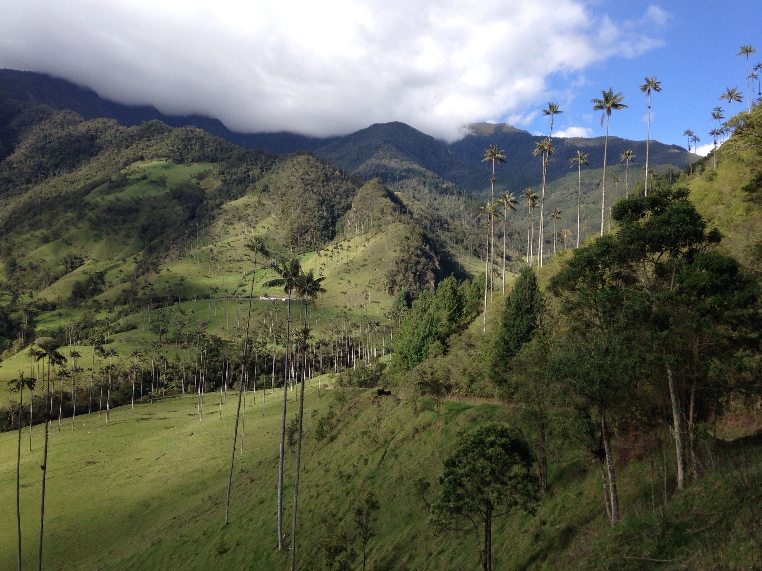 Hiking in the paradise. Rainforest, Cloudforest and green mountains with the national tree of Colombia in the Valle de Cocora. 

#bestof5