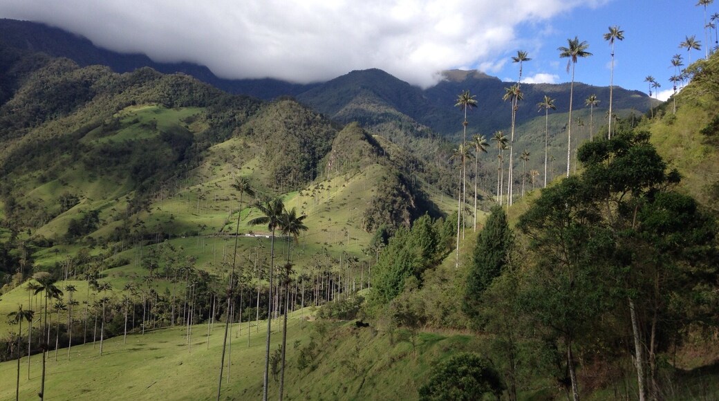 Hiking in the paradise. Rainforest, Cloudforest and green mountains with the national tree of Colombia in the Valle de Cocora.
#bestof5