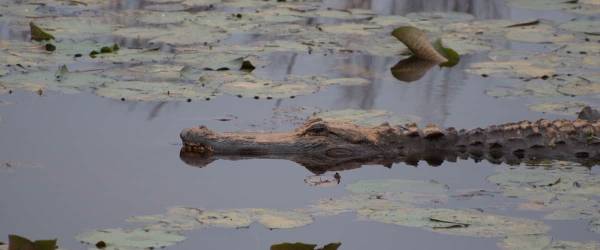 Big old gator just cruising by me @ Savannah National Wildlife Refuge