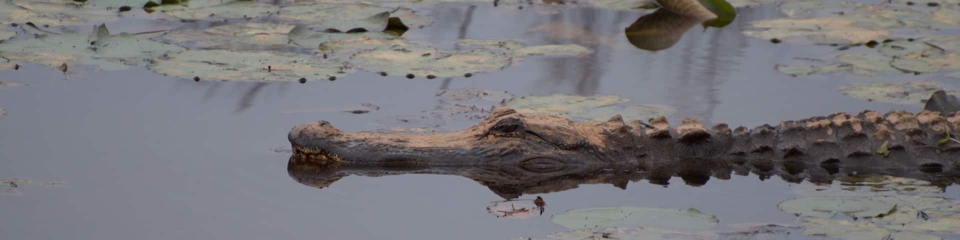Big old gator just cruising by me @ Savannah National Wildlife Refuge