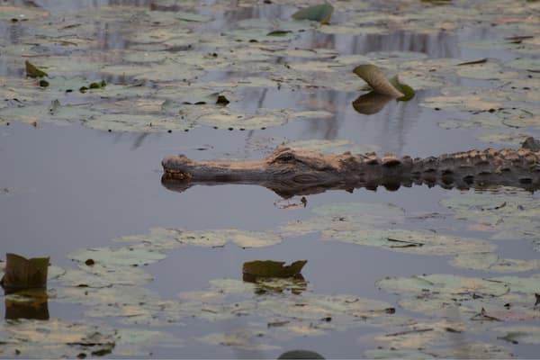 Big old gator just cruising by me @ Savannah National Wildlife Refuge