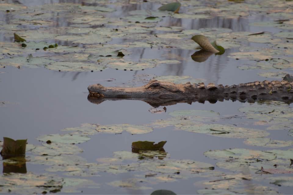 A crocodile in water with lily pads.