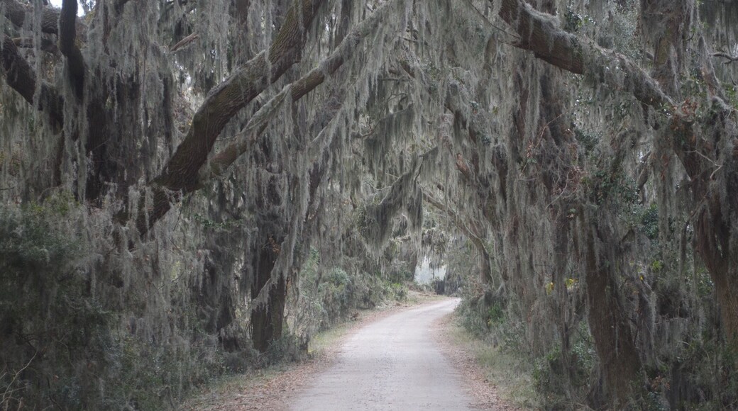 Thought the trees and Spanish moss were cool looking.