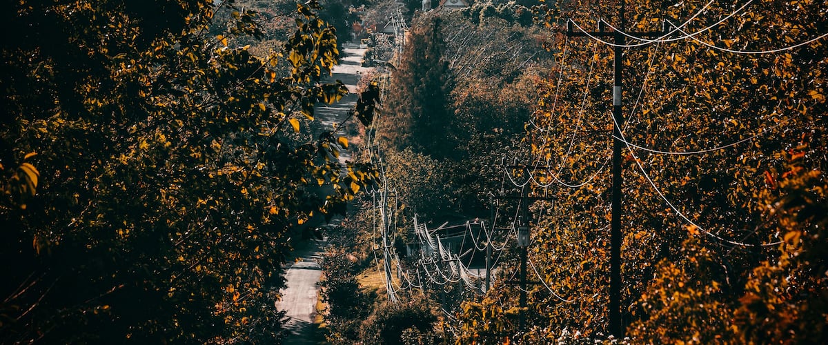A pathway leading to a large Buddha statue surrounded by autumn foliage.