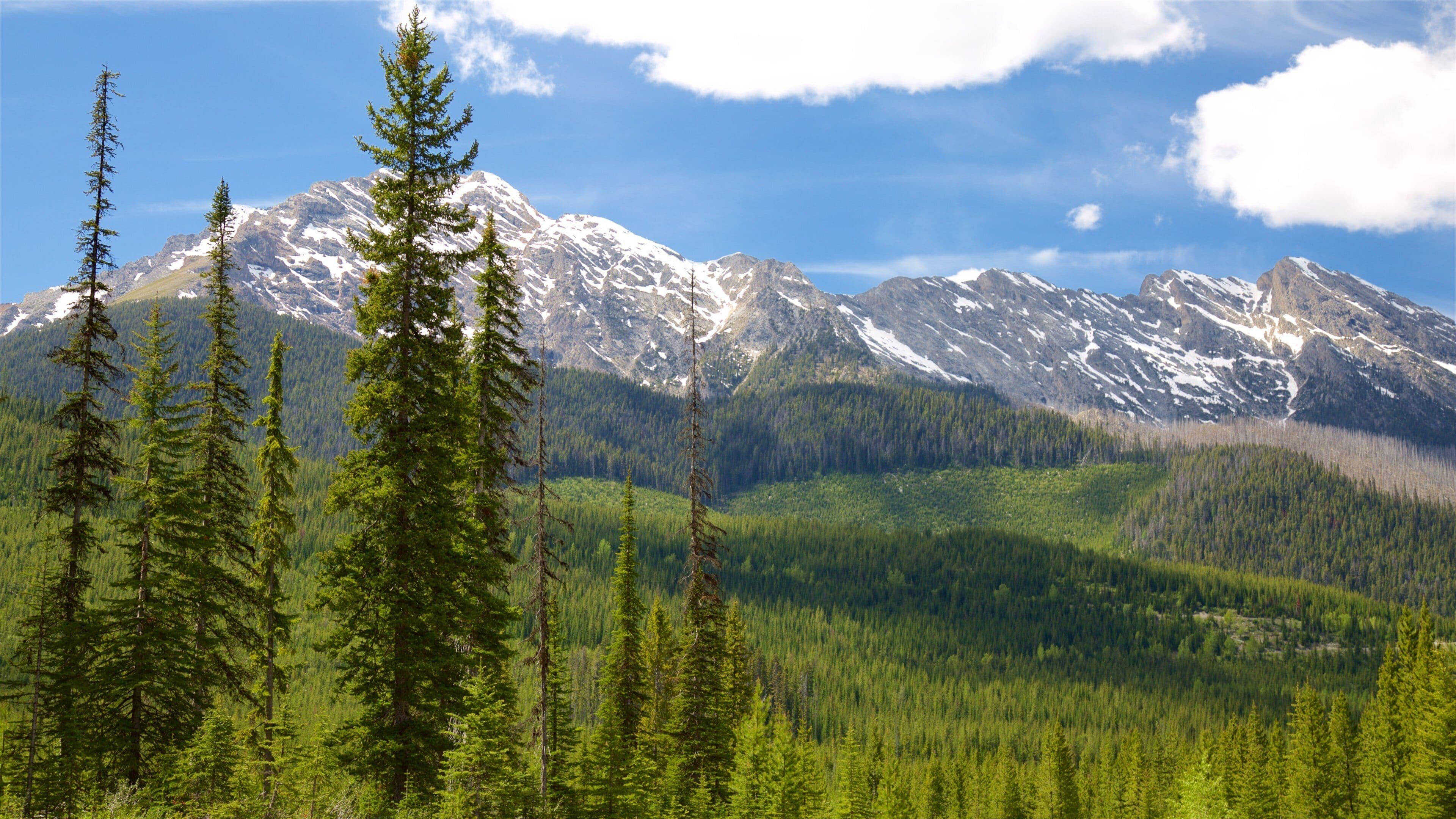 A mountain range with snow-capped peaks and dense green forests in the foreground.