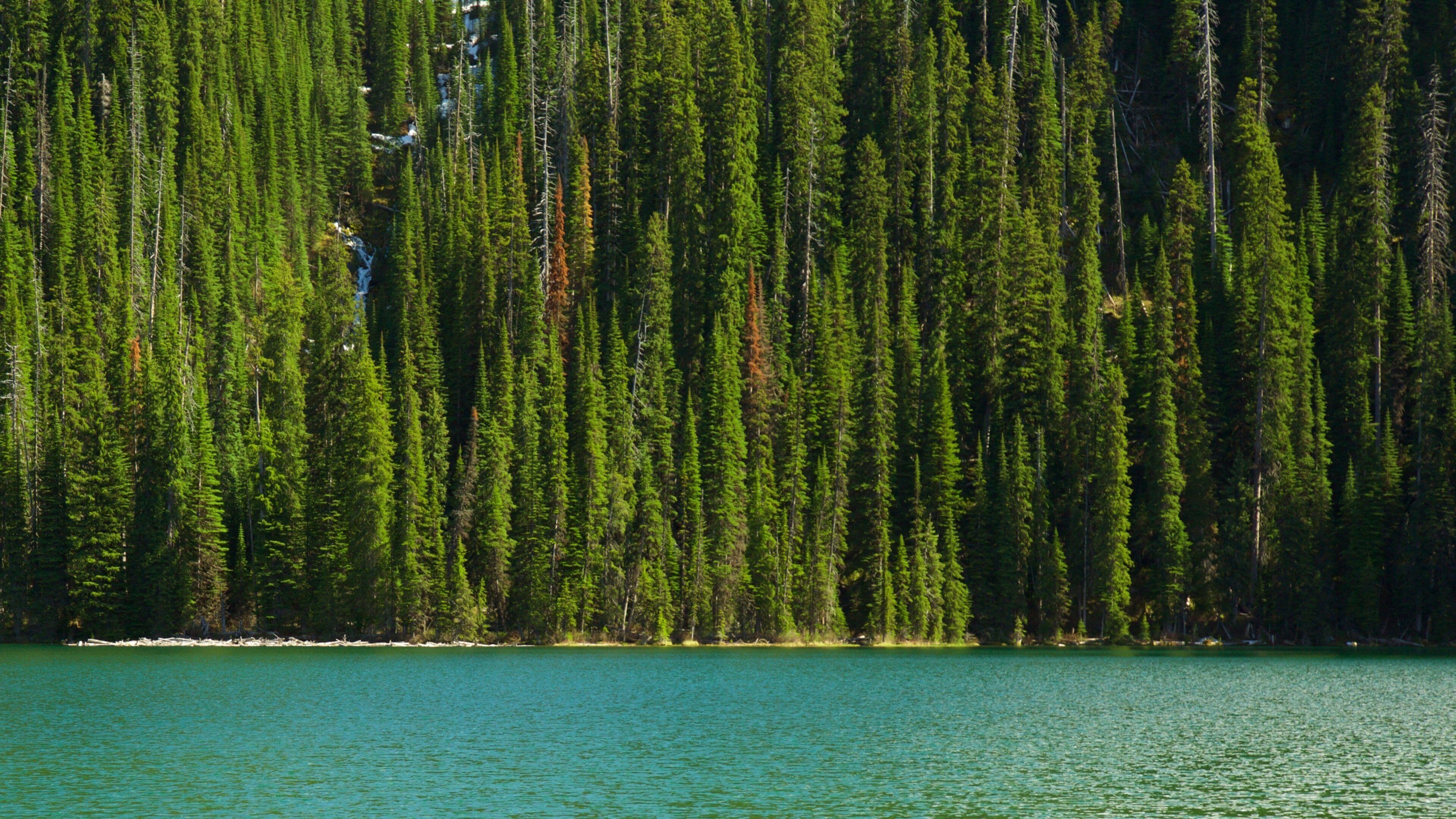 Top of the World Provincial Park which includes a lake or waterhole and forest scenes